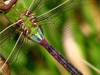 Green Darner